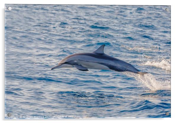 Spinner Dolphin Leaping Acrylic by Graham Prentice