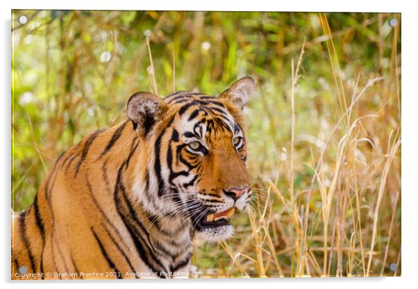 Bengal Tiger Acrylic by Graham Prentice