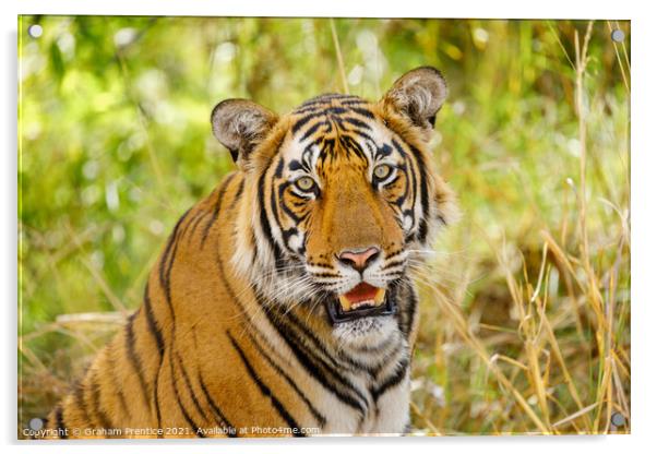 Bengal Tiger Acrylic by Graham Prentice