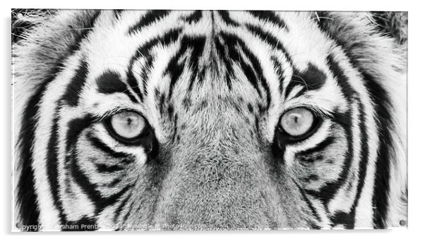 Tiger Eyes Acrylic by Graham Prentice