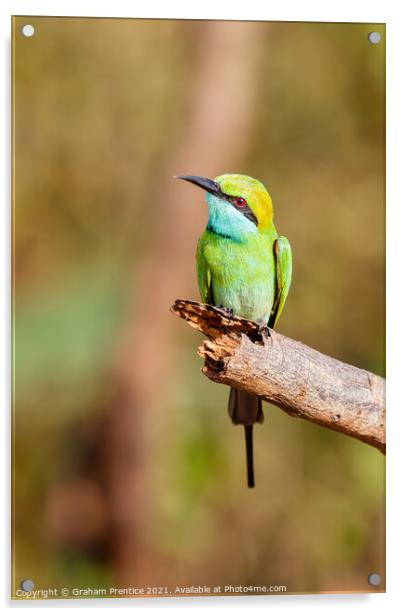 Green Bee-Eater Acrylic by Graham Prentice