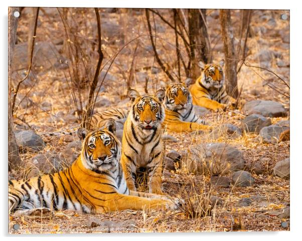 Tiger and her Cubs Acrylic by Graham Prentice
