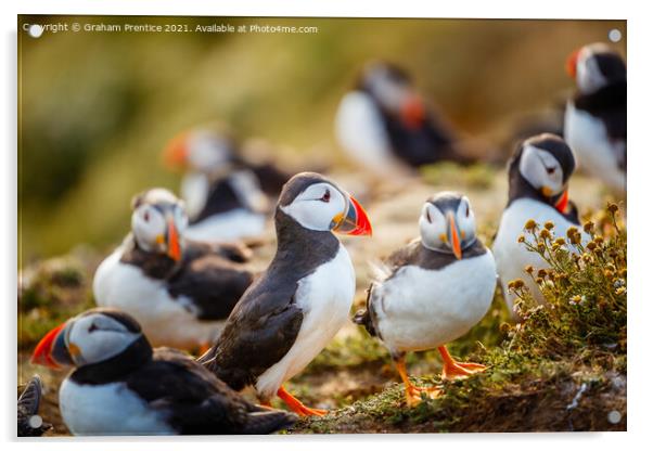 Atlantic Puffins Acrylic by Graham Prentice