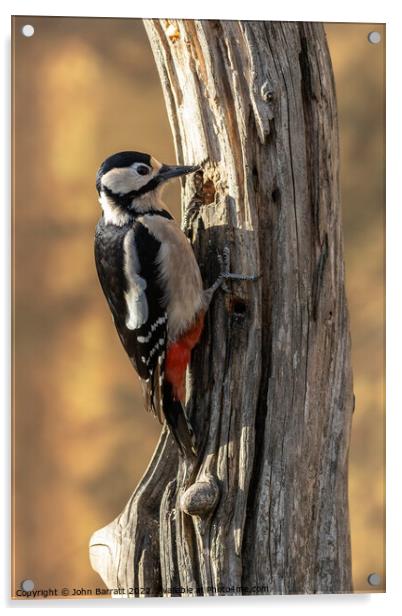 Greater Spotted Woodpecker Acrylic by John Barratt