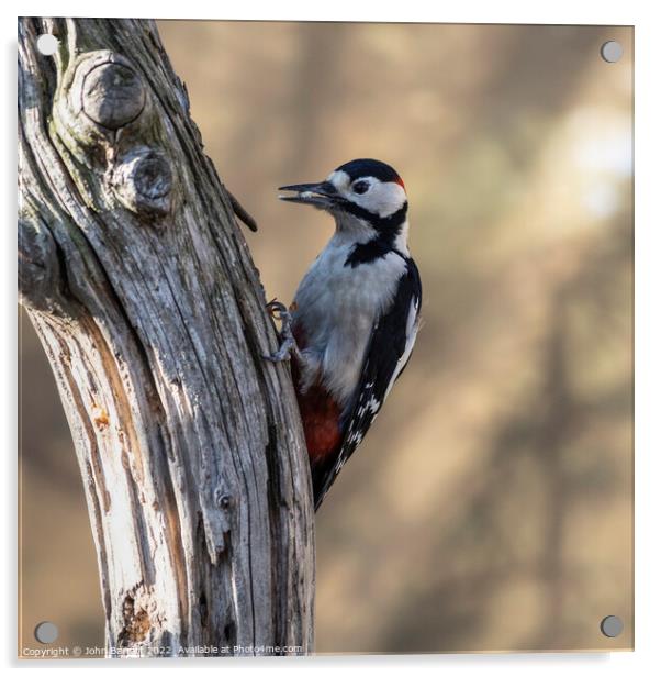 Greater Spotted Woodpecker (Male) Acrylic by John Barratt