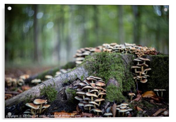 Fungus Takeover Acrylic by John Barratt