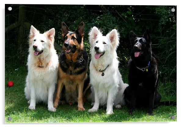 German Shepherds Acrylic by Debbie Mcilroy