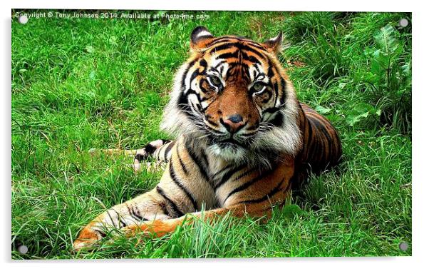 Sumatran Tiger Acrylic by Tony Johnson