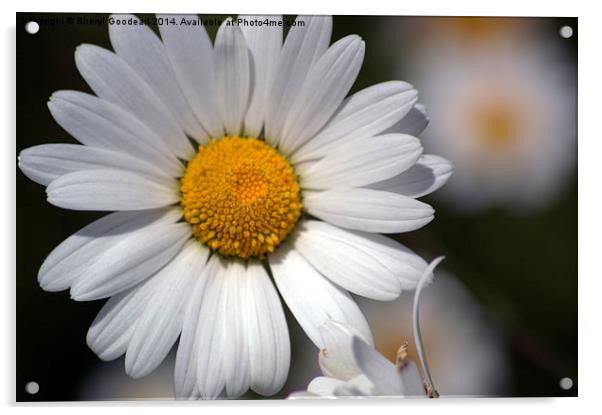Daisy in Full Bloom Acrylic by Sheryl Goodearl