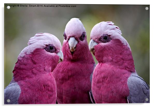 Trio of pink galahs Acrylic by Sheila Smart