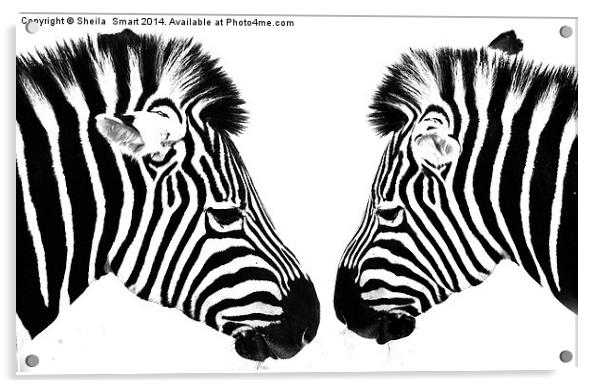 Zebras Acrylic by Sheila Smart