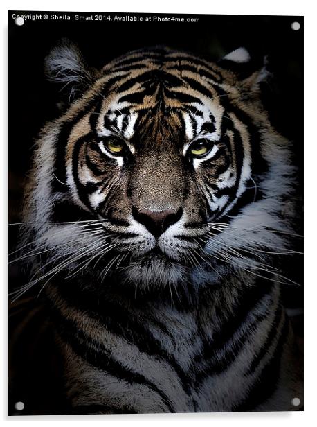 Sumatran tiger Acrylic by Sheila Smart