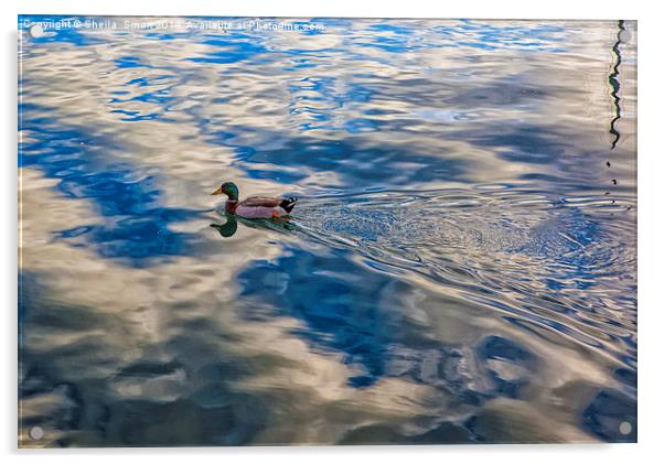 Mallard duck skims across lake Acrylic by Sheila Smart