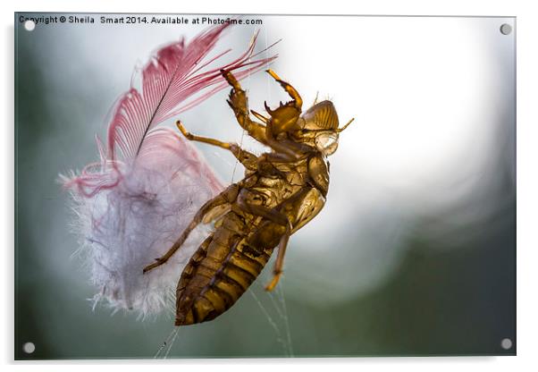 Cicada with galah feather Acrylic by Sheila Smart