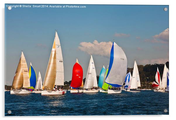 Yacht race on Pittwater Acrylic by Sheila Smart
