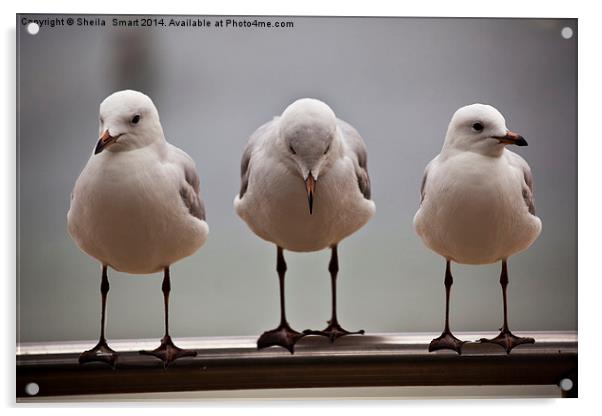 Three silver gulls Acrylic by Sheila Smart