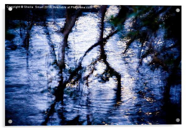  Mangrove reflection Acrylic by Sheila Smart