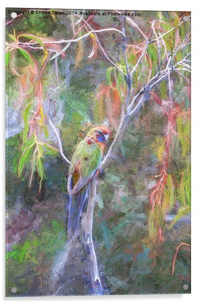  Female crimson rosella Acrylic by Sheila Smart