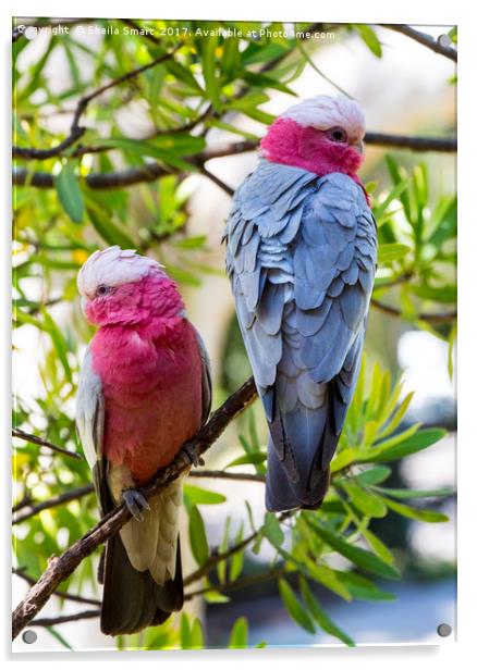 Pair of pink galahs Acrylic by Sheila Smart