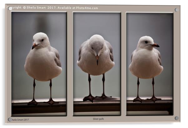 Silver gulls Acrylic by Sheila Smart
