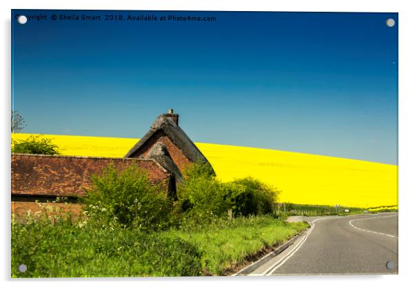 Cottage in Wiltshire with rapeseed field as backdr Acrylic by Sheila Smart