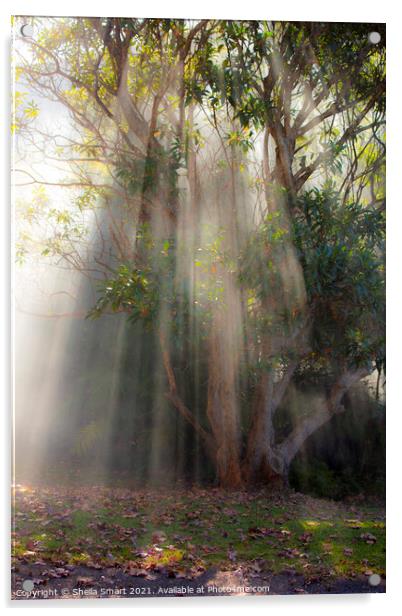 Gum tree through mist Acrylic by Sheila Smart
