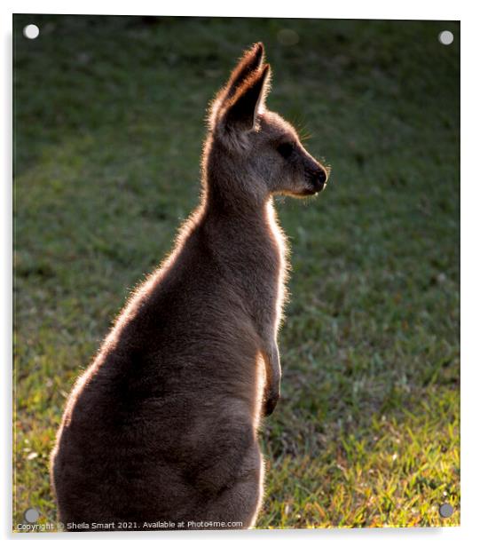 A backlit eastern grey kangaroo in paddock Acrylic by Sheila Smart
