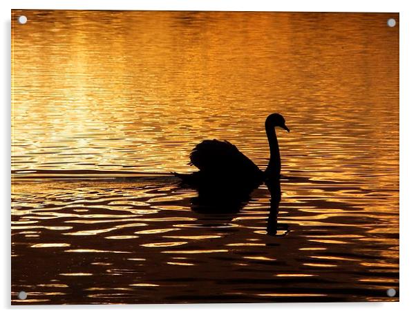 Swan Silhouette at Sunset Acrylic by Liz Watson
