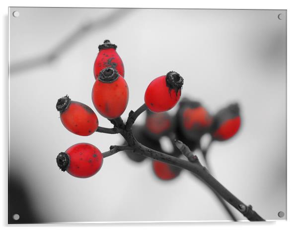 Red Winter Berries Acrylic by Liz Watson