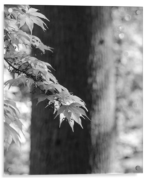 The Tree In Mono Acrylic by LensLight Traveler