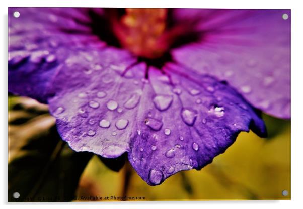 Petal Raindrops Acrylic by Lisa PB