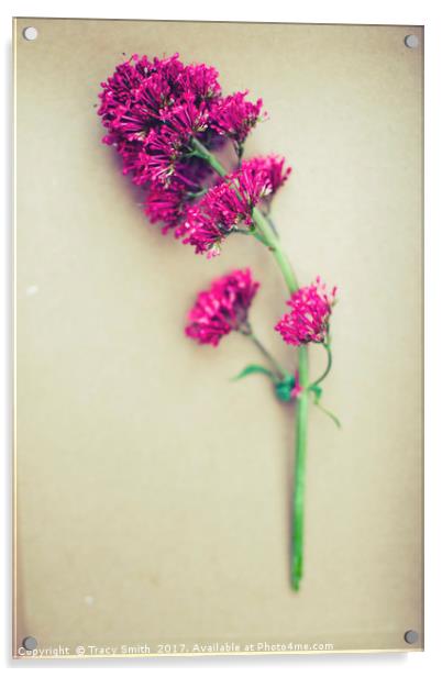 Pink wild flower Acrylic by Tracy Smith