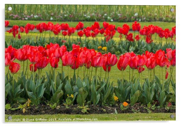 Tulips at Trenance Gardens Newquay Acrylic by Diane Griffiths