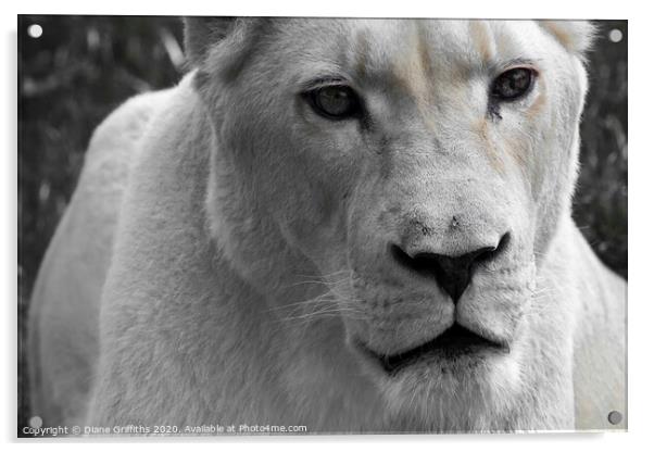 A female lion looking at the camera Acrylic by Diane Griffiths