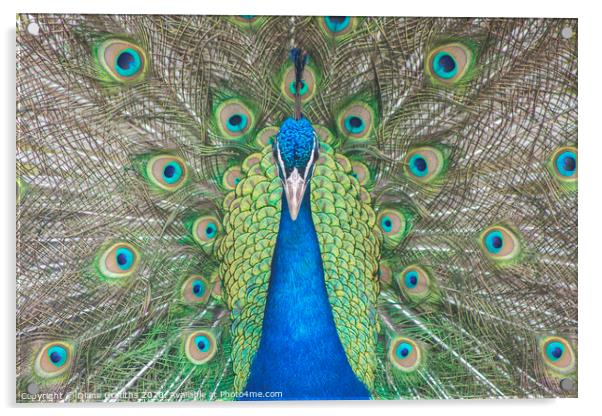 Peacock Acrylic by Diane Griffiths
