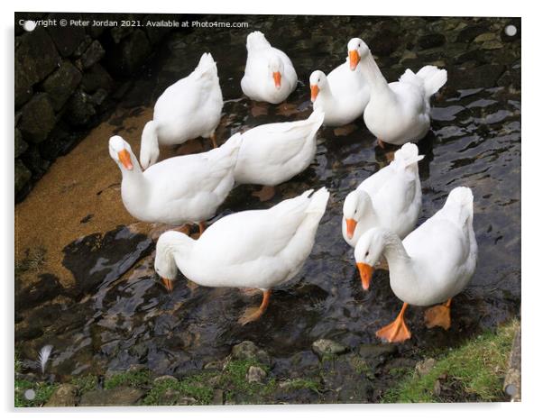 A small flock of domestic farmyard white geese standing in a shallow stream Acrylic by Peter Jordan