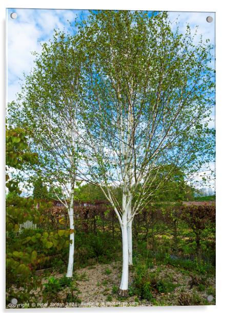 Three White bark Birch trees Betula utilis jacquemontii, in North Yorkshire in spring Acrylic by Peter Jordan