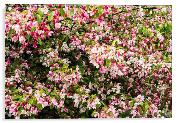  Crab Apple Blossom Acrylic by Peter Jordan