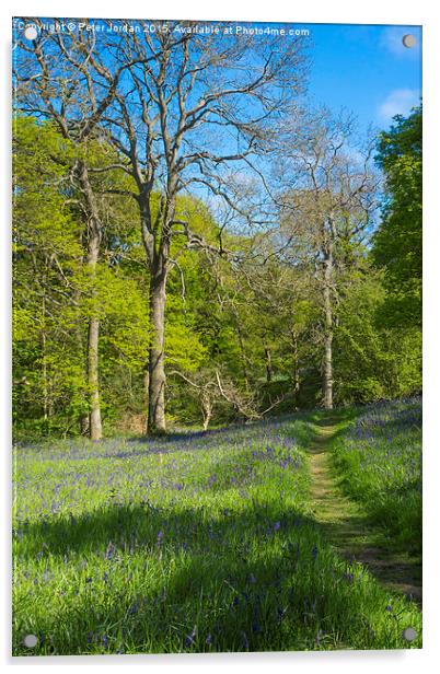  Bluebell Woods Spring 2 Acrylic by Peter Jordan