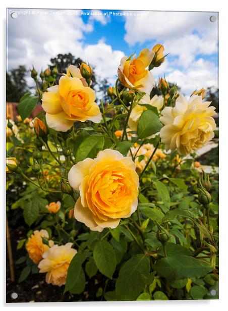  Shrub Rose GRACE fragrant garden flower Acrylic by Peter Jordan