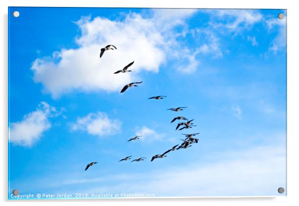 A skein of Canada Geese  flying over the RSPB  Sal Acrylic by Peter Jordan