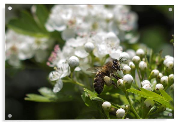 Bee landing on Thorn Blossom Acrylic by Daniel Garner