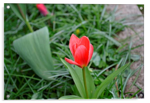 lonely tulip Acrylic by carley davey