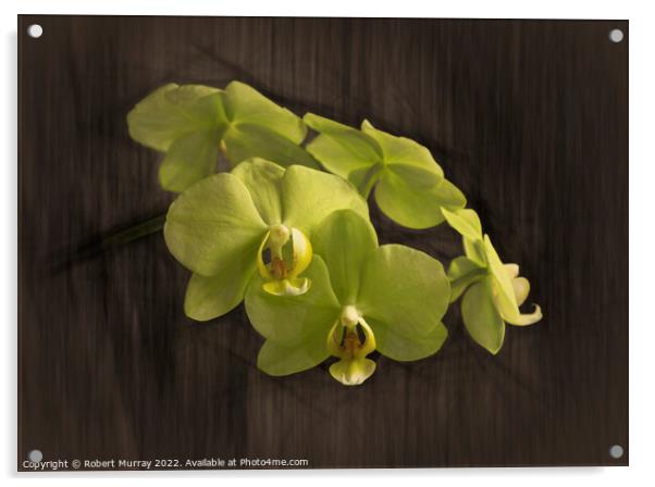 Yellow moth orchid Acrylic by Robert Murray