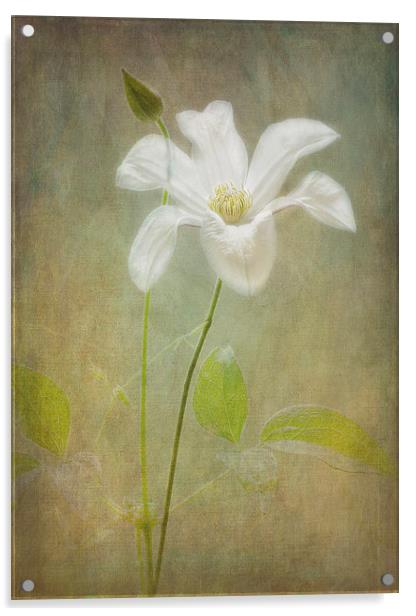 Tranquil White Clematis "Huldine". Acrylic by Robert Murray