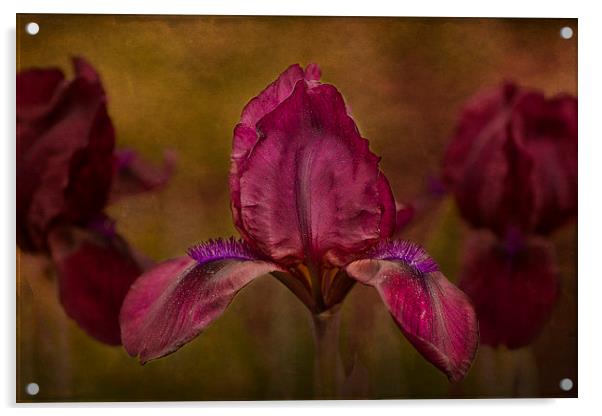 A Dwarf Bearded Iris Garden of Beauty Acrylic by Robert Murray