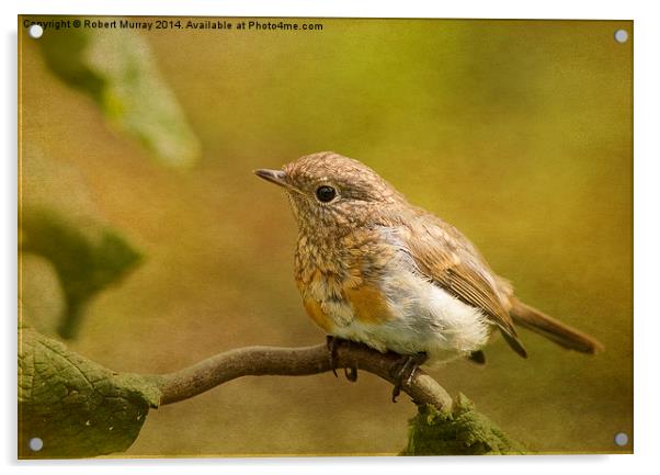  Young robin Acrylic by Robert Murray