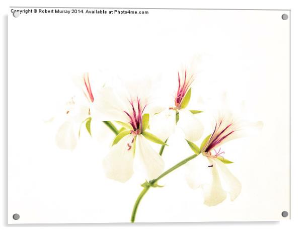  White pelargonium Acrylic by Robert Murray