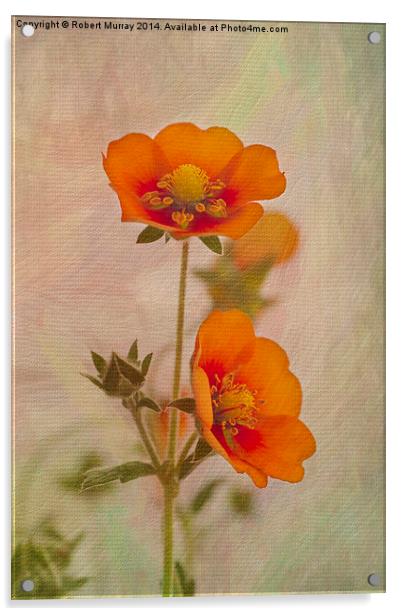  Orange Potentilla Acrylic by Robert Murray