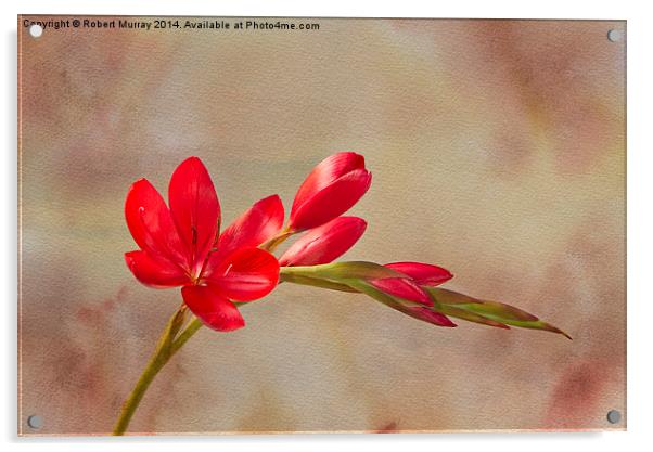  Kaffir Lily 3 Acrylic by Robert Murray